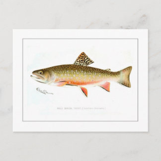 Male Brook Trout Vykort