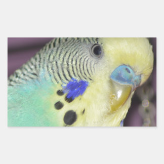 Male Budgie/ Parakeet Rektangulärt Klistermärke