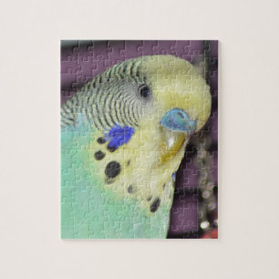 Male Budgie-/parakiter Pussel