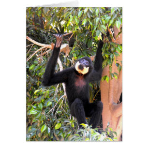 Male Buff fuskade gibbon Hälsningskort