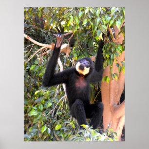 Male Buff fuskade gibbon Poster