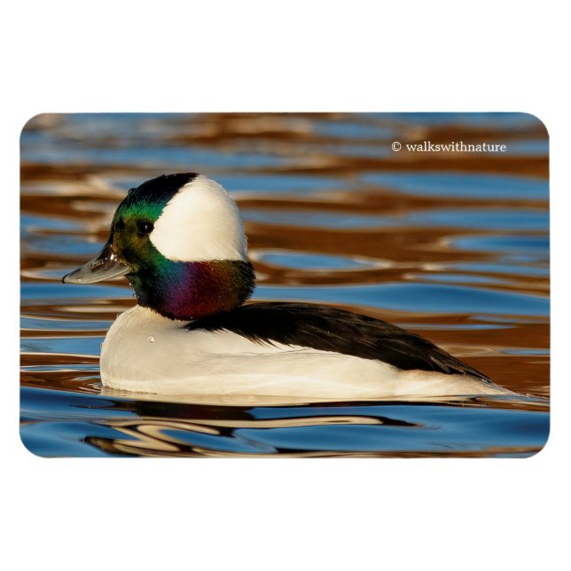 Male Bufflehead Anka under eftermiddagen Sol Magnet (Horisontell)