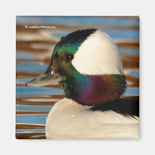 Male Bufflehead Anka under eftermiddagen Sol Magnet (Framsidan)