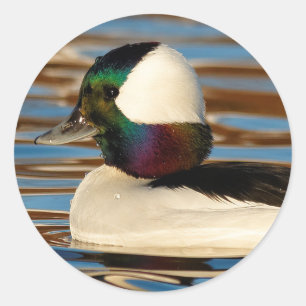 Male Bufflehead Anka under eftermiddagen Sol Runt Klistermärke