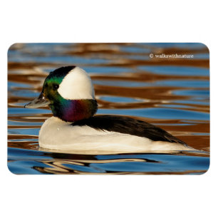 Male Bufflehead i eftermiddagsolen Magnet