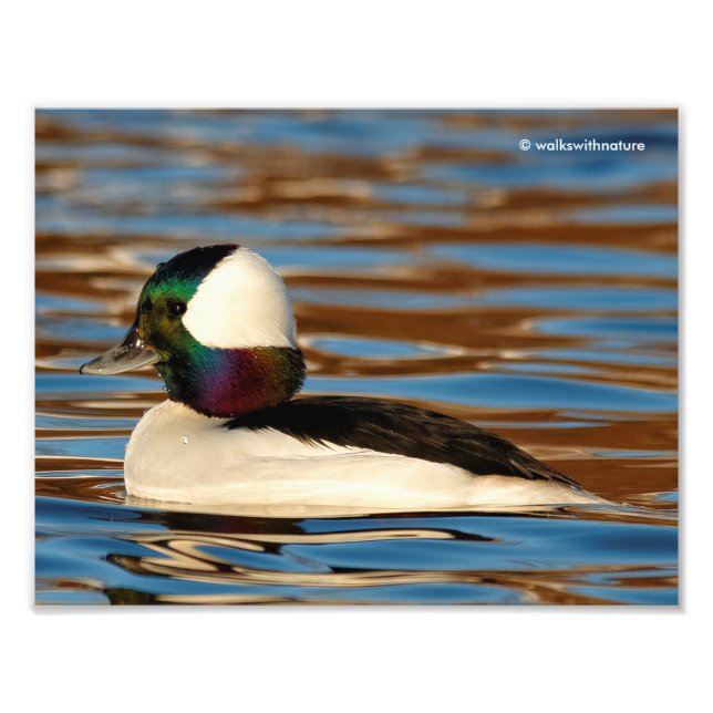 Male Bufflehead i Sol vid eftermiddagen Fototryck (Framsidan)