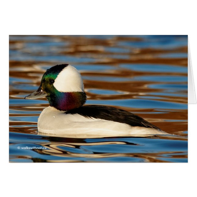 Male Bufflehead i Sol vid eftermiddagen Hälsningskort (Framsidan Horizontal)