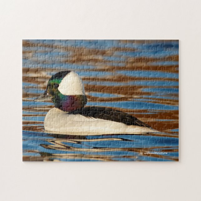 Male Bufflehead i Sol vid eftermiddagen Pussel (Horisontell)