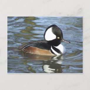 Male Bufflehead Vykort