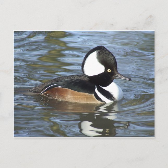 Male Bufflehead Vykort (Framsida)