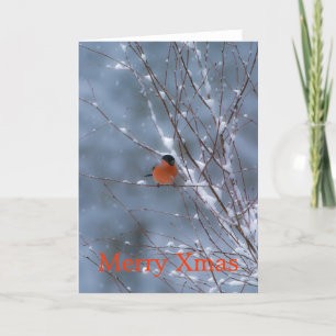 Male Bullfinch i God jul-kortet Snö Helgkort