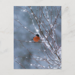 Male Bullfinch i Snö-postkortet Vykort