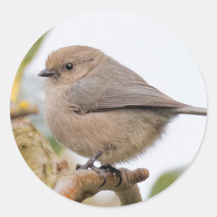 Male Bushtit på Pear Träd Runt Klistermärke