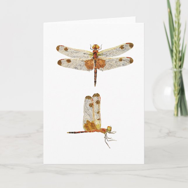 Male Calico Pennant Dragonfly- 2-vyer Kort (Framsida)