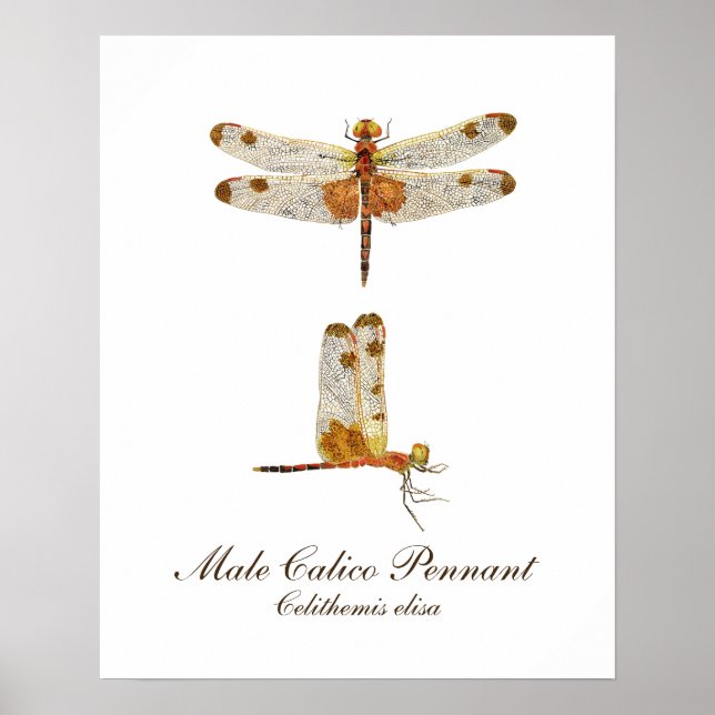 Male Calico Pennant Dragonfly Poster (Framsidan)