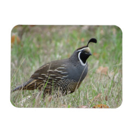 Male California Quail Profile Magnet