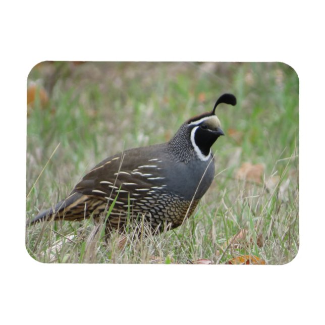 Male California Quail Profile Magnet (Horisontell)