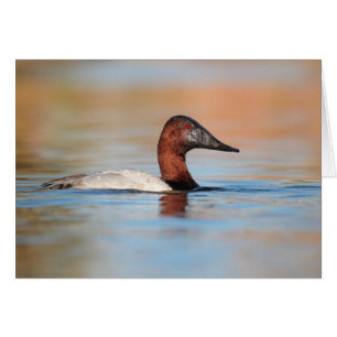 Male canvasback anka hälsningskort