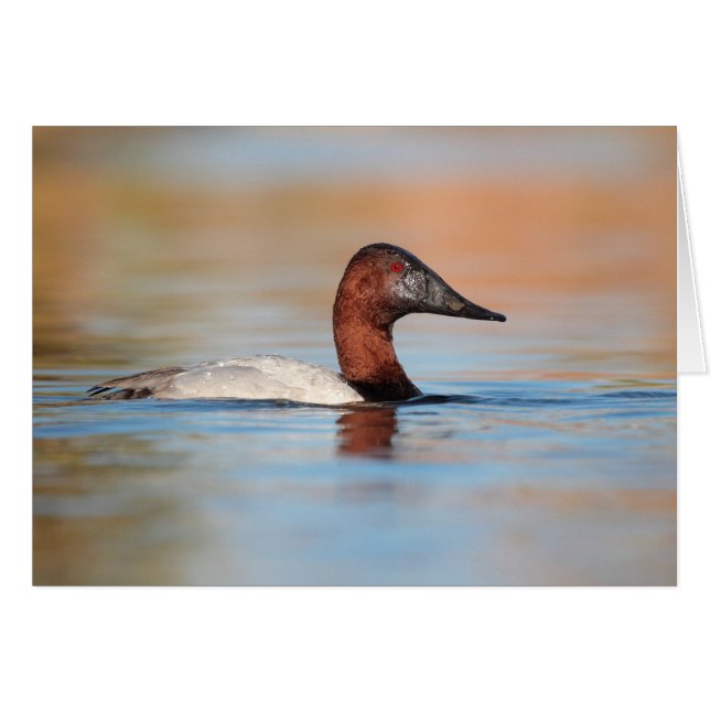 Male canvasback anka hälsningskort (Framsidan Horizontal)