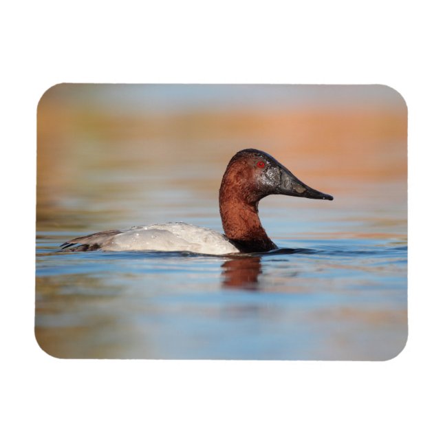 Male canvasback anka magnet (Horisontell)