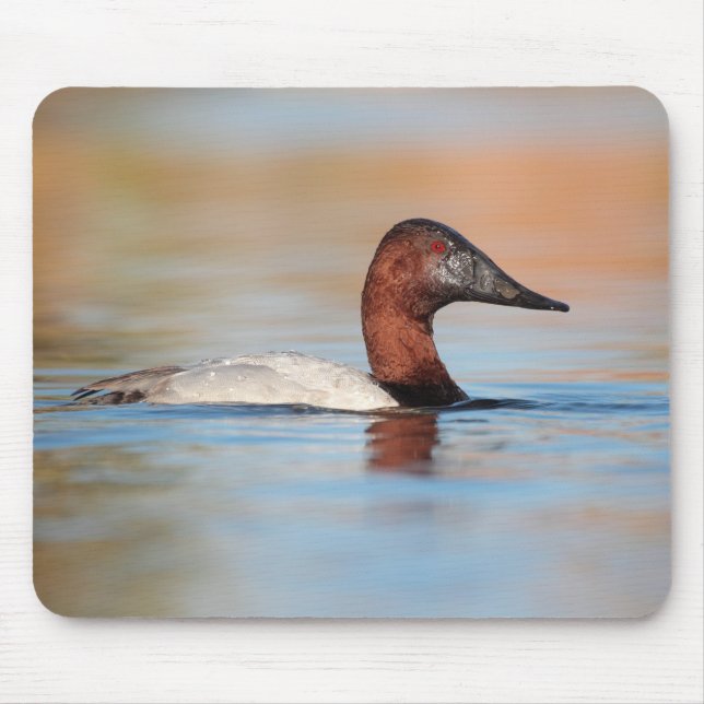 Male canvasback anka musmatta (Framsidan)