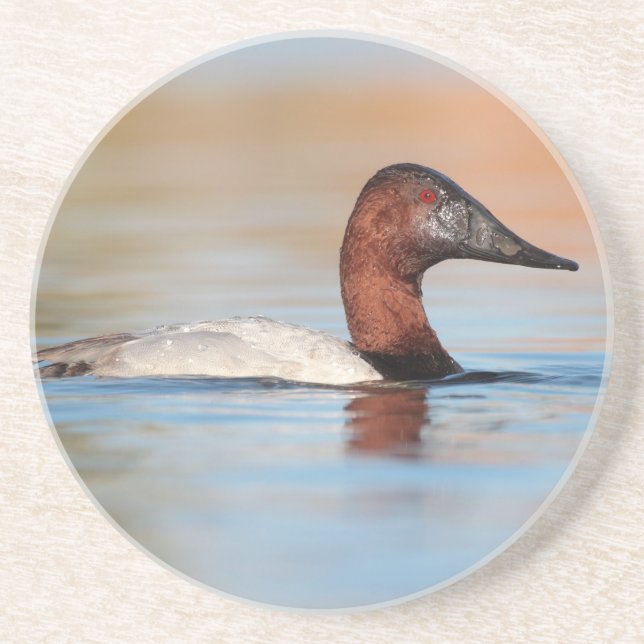 Male Canvasback anka Underlägg (Framsidan)
