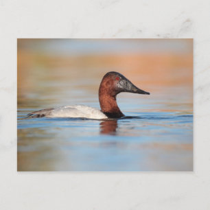 Male Canvasback anka Vykort