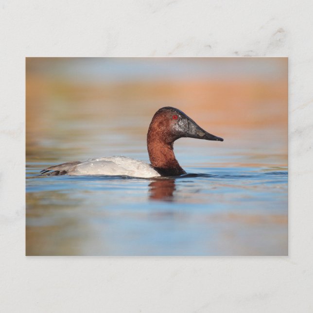 Male Canvasback anka Vykort (Framsida)