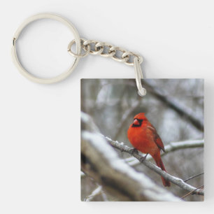 Male Cardinal
