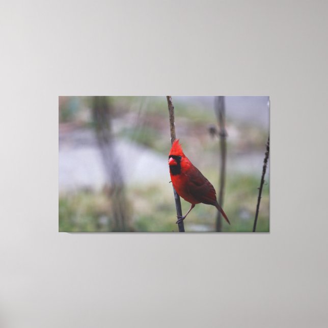 Male Cardinal Bird Canvastryck (Framsida)