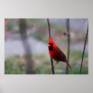 Male Cardinal Bird Poster