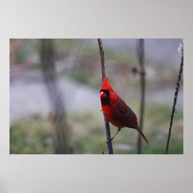 Male Cardinal Bird Poster (Framsidan)