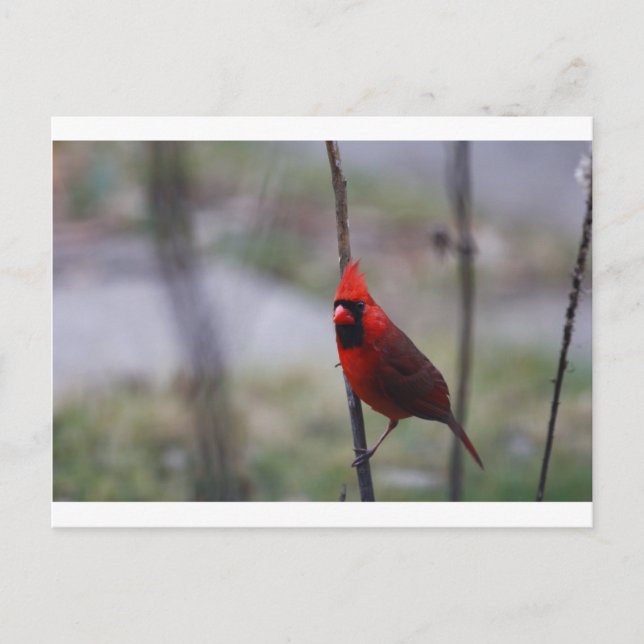 Male Cardinal Bird Vykort (Framsida)