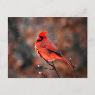 Male Cardinal Bird Vykort