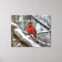 Male Cardinal