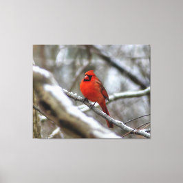 Male Cardinal Canvastryck