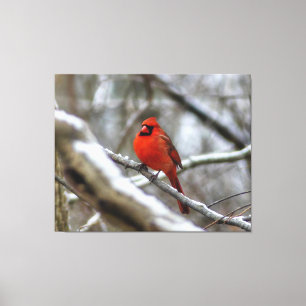 Male Cardinal Canvastryck