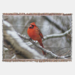 Male Cardinal Filt