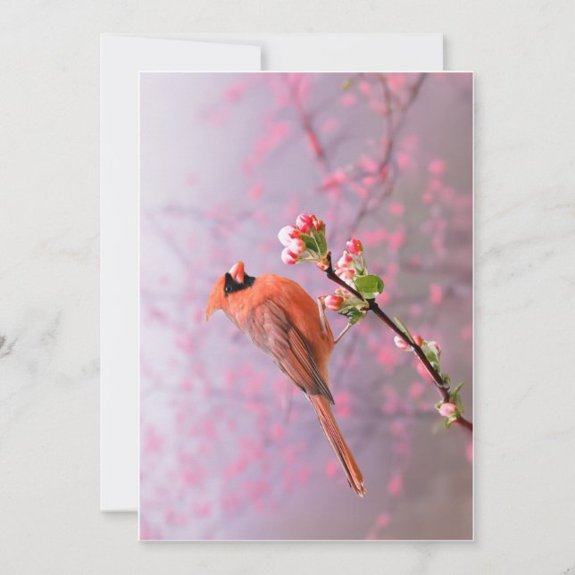 Male Cardinal Greeting Card Julkort (Framsida)