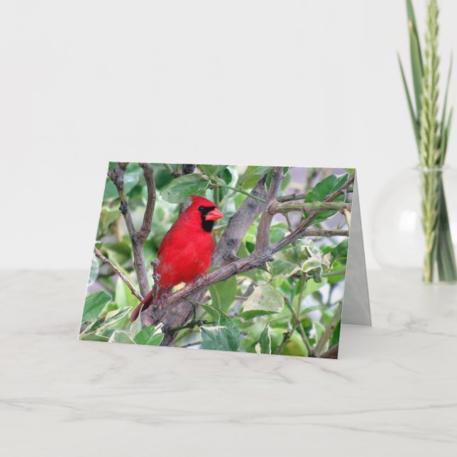 Male Cardinal Greeting Card Kort (Framsida)