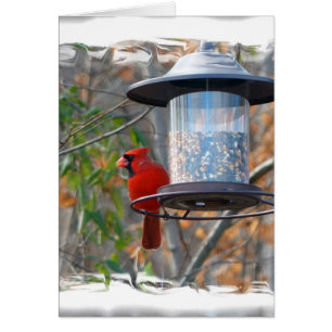 Male Cardinal Hälsningskort