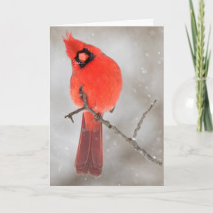 Male Cardinal i Snö Helgkort