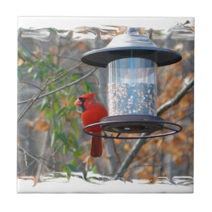 Male Cardinal Kakelplatta