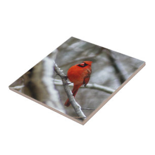 Male Cardinal Kakelplatta