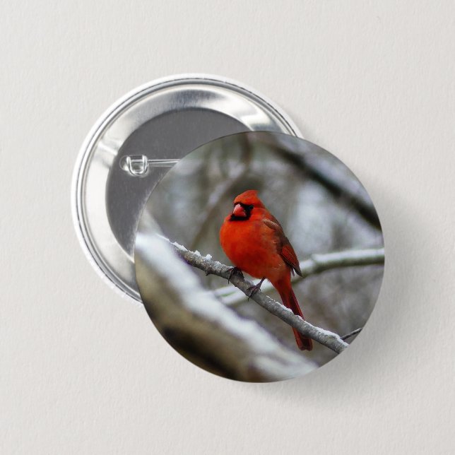 Male Cardinal Knapp (Framsida & baksida)