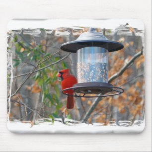 Male Cardinal Musmatta