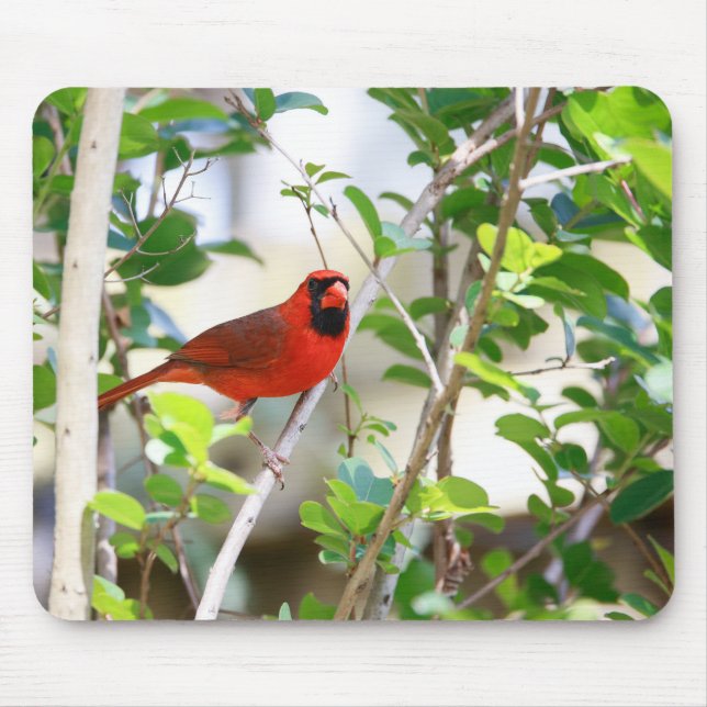 Male Cardinal Musmatta (Framsidan)
