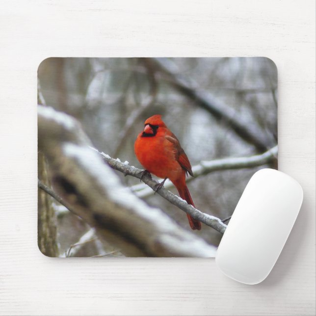 Male Cardinal Musmatta (Med mus)