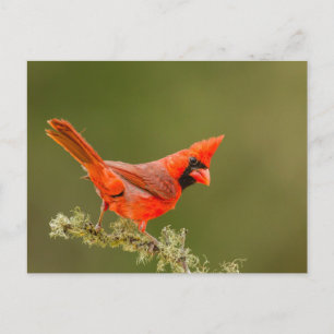 Male Cardinal on Limb Vykort