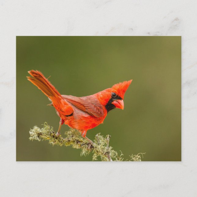 Male Cardinal on Limb Vykort (Framsida)